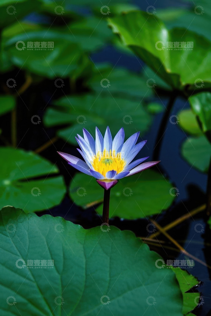 高清大图下载【趣麦麦图】水中绽放的紫色睡莲