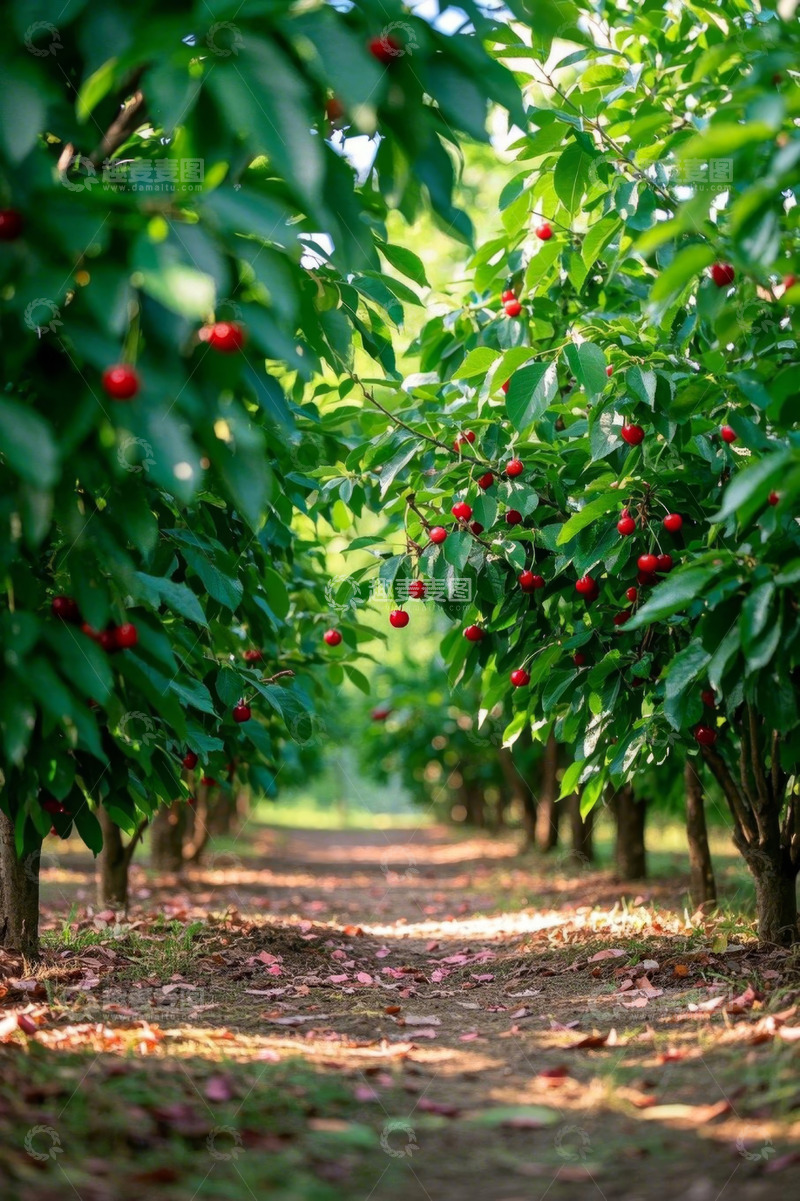 高清大图下载【趣麦麦图】樱桃果园种植景象