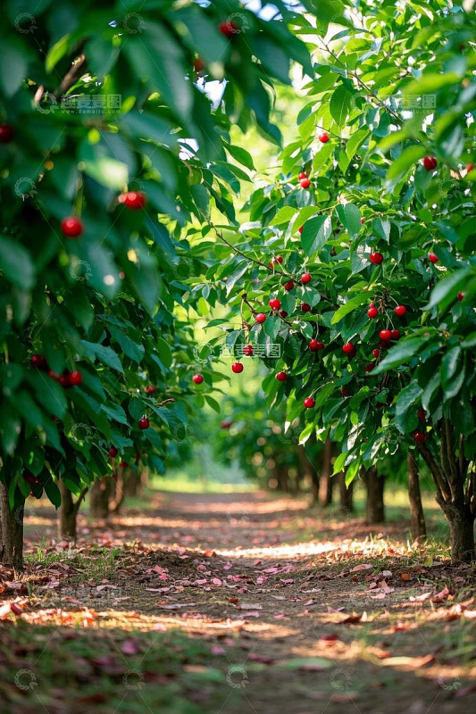 樱桃果园种植景象