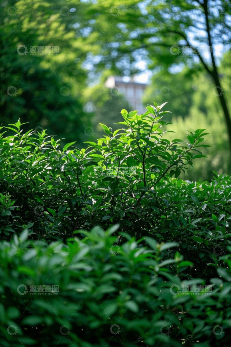 高清大图下载【趣麦麦图】阳光下的绿色灌木丛