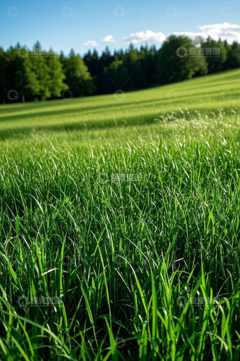 高清大图下载【趣麦麦图】阳光下的绿色草地与远处树林