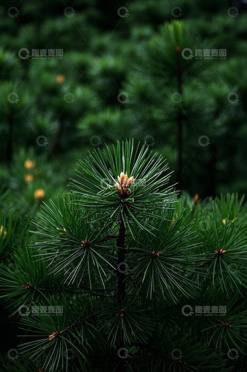 高清大图下载【趣麦麦图】特写绿色松树枝与松果