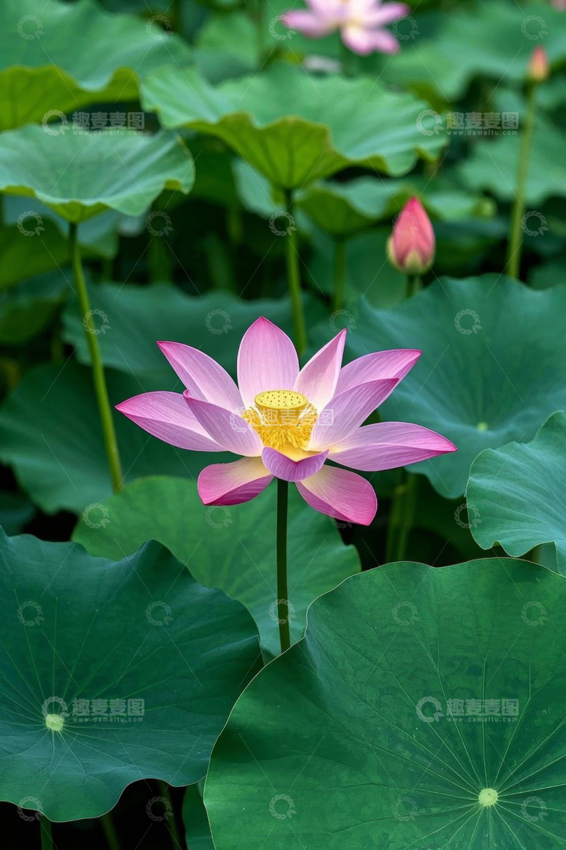 高清大图下载【趣麦麦图】盛开荷花与荷叶特写