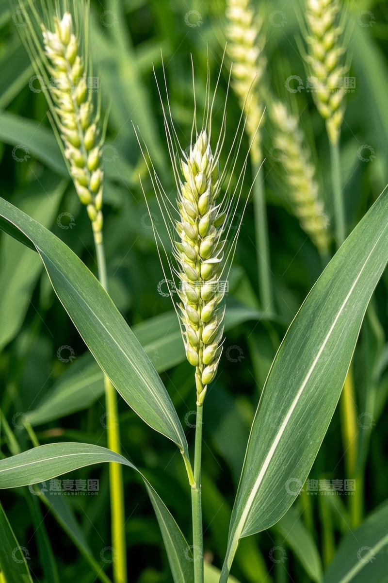 高清大图下载【趣麦麦图】田间生长的小麦特写