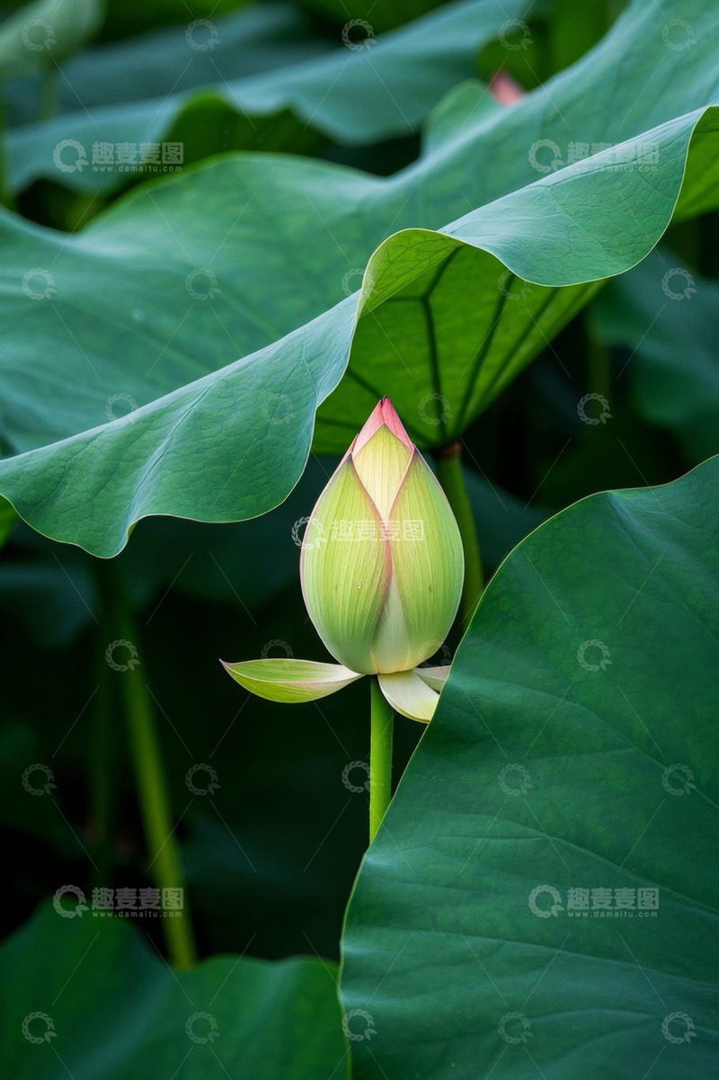 高清大图下载【趣麦麦图】荷花花苞与荷叶特写