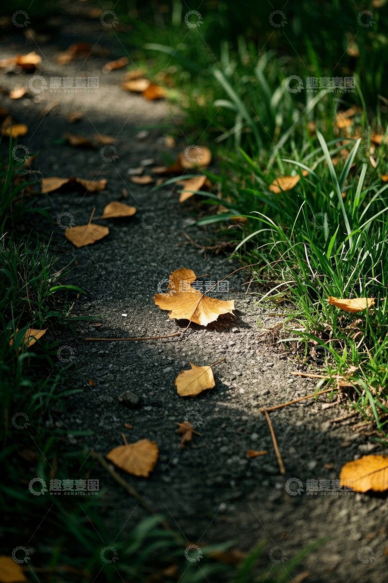 高清大图下载【趣麦麦图】户外小径上的秋日落叶