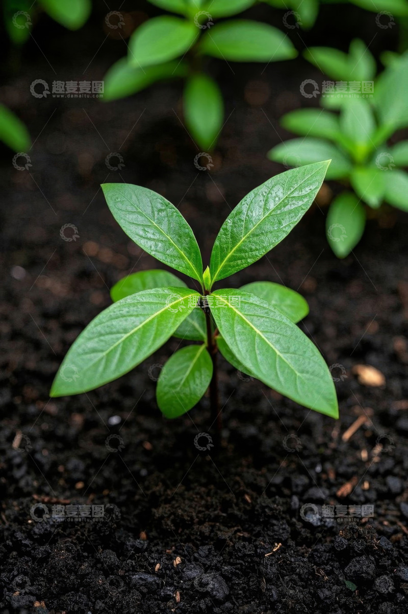 高清大图下载【趣麦麦图】泥土中生长的嫩绿植物