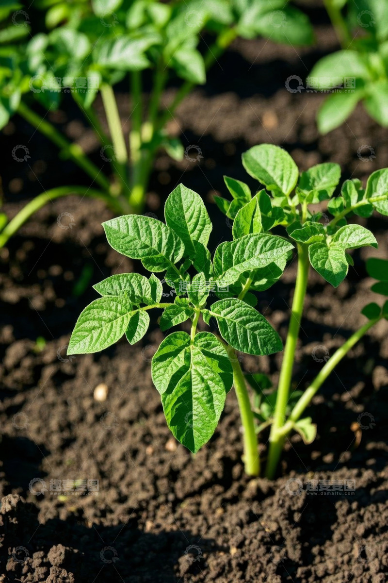 高清大图下载【趣麦麦图】田间生长的绿色土豆幼苗