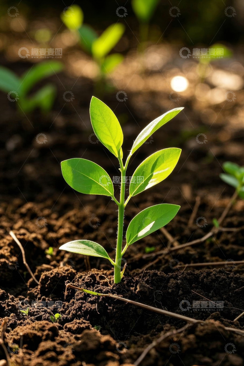高清大图下载【趣麦麦图】破土而出的嫩绿幼苗
