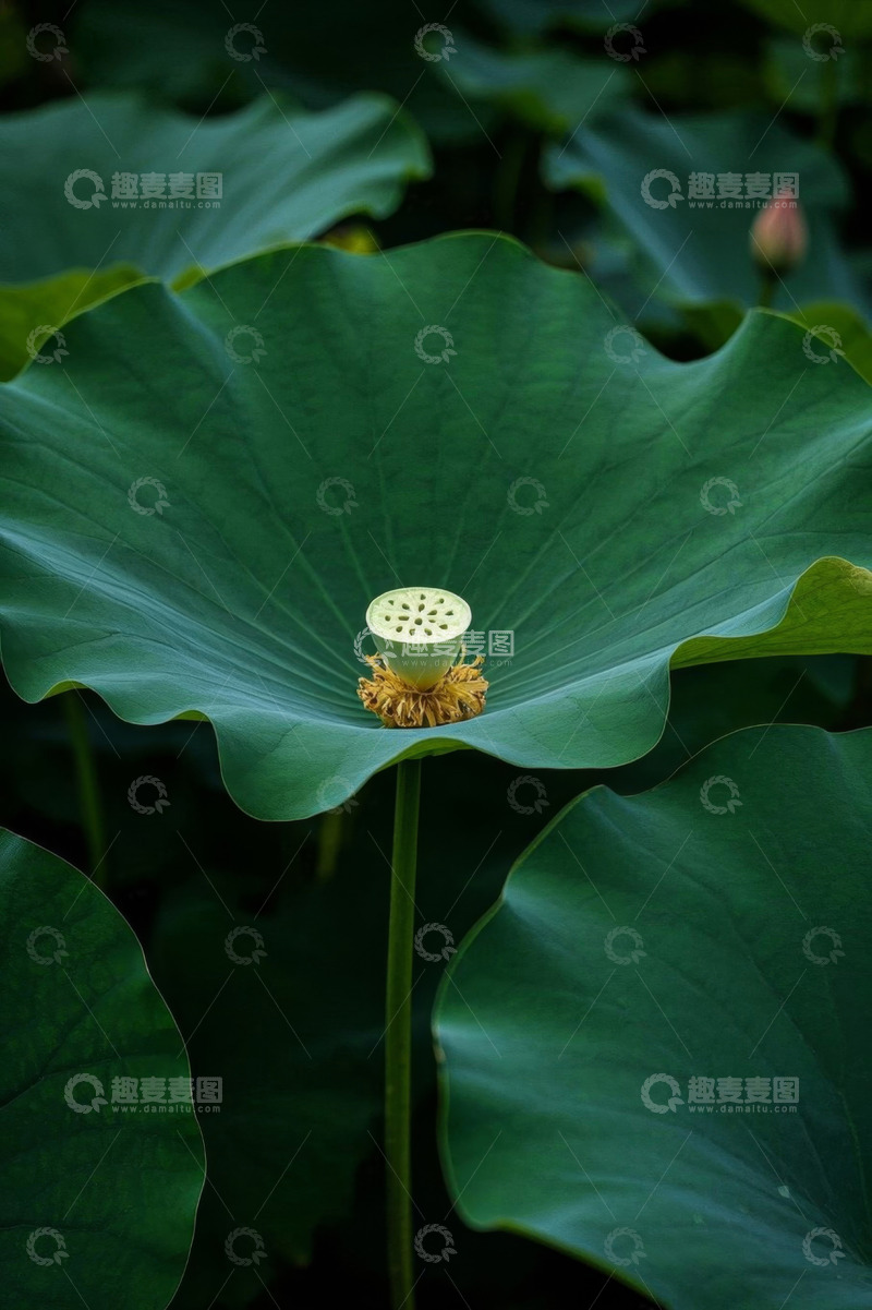 高清大图下载【趣麦麦图】荷叶上的莲蓬特写