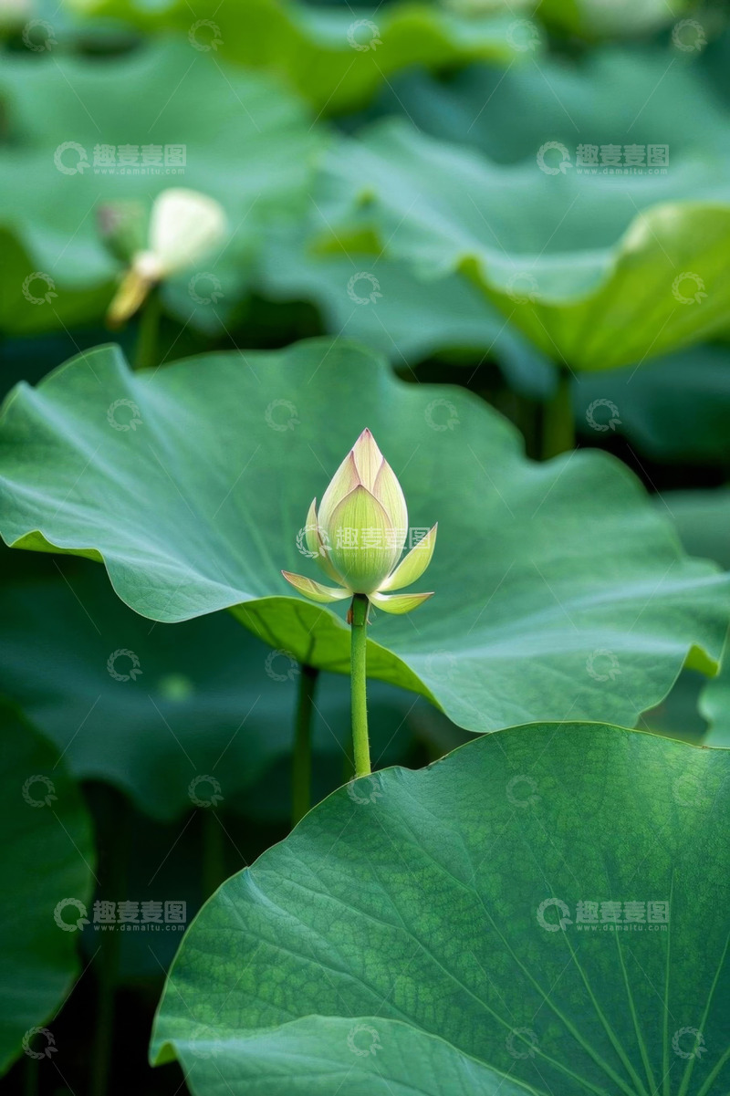 高清大图下载【趣麦麦图】含苞待放的荷花与荷叶