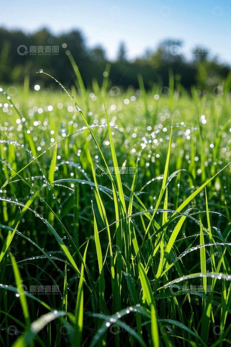 高清大图下载【趣麦麦图】带露珠的绿色草地