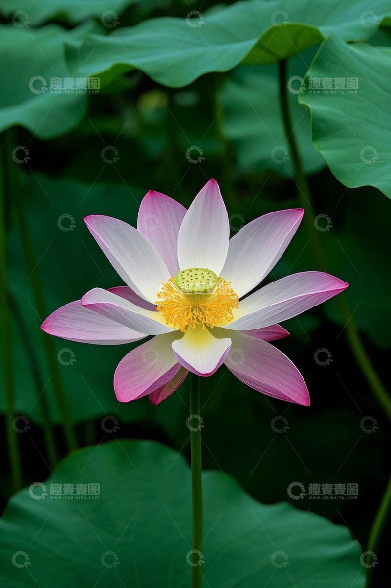 高清大图下载【趣麦麦图】盛开的荷花与荷叶特写