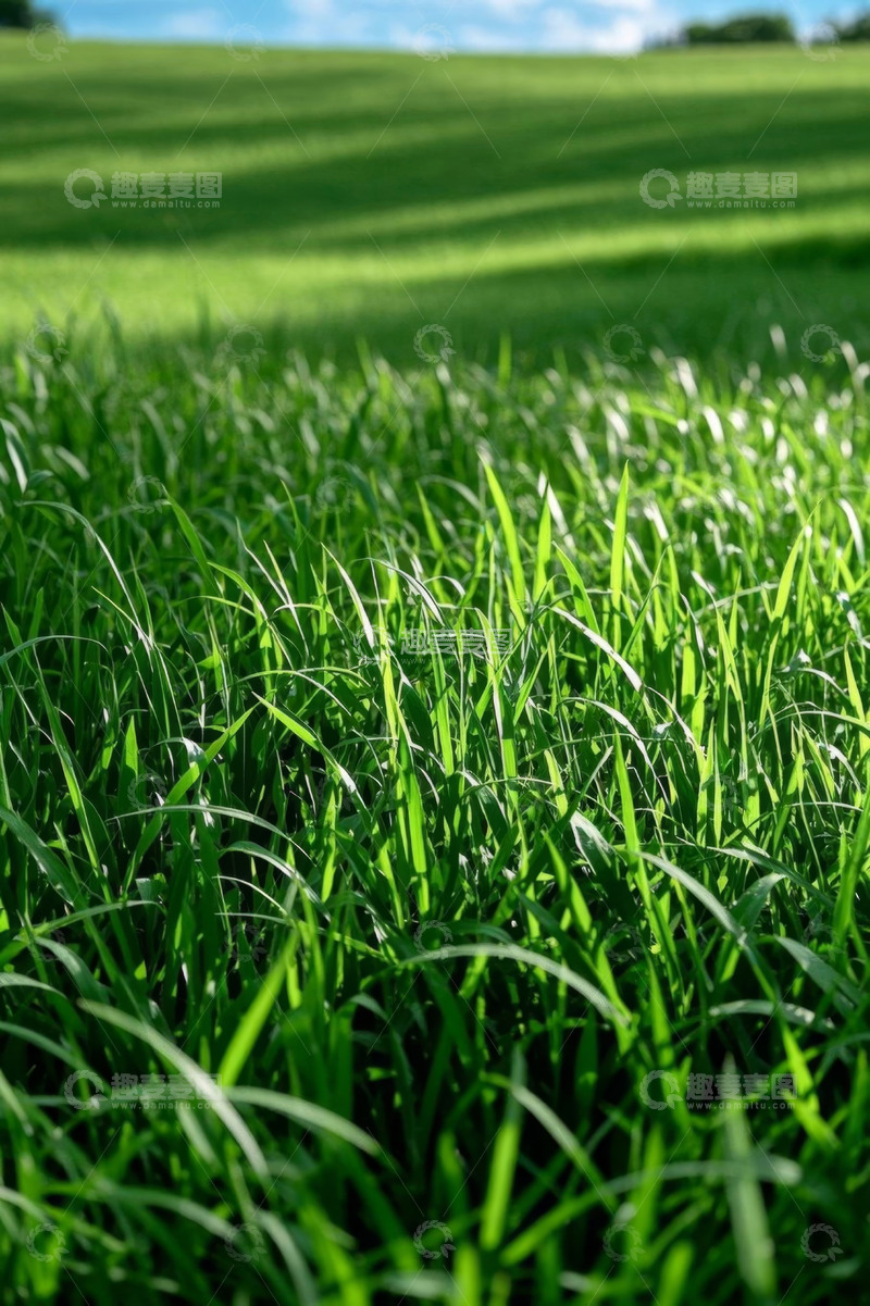 高清大图下载【趣麦麦图】阳光下的翠绿草地近景