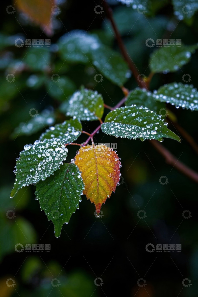 高清大图下载【趣麦麦图】带露珠的多彩植物叶片