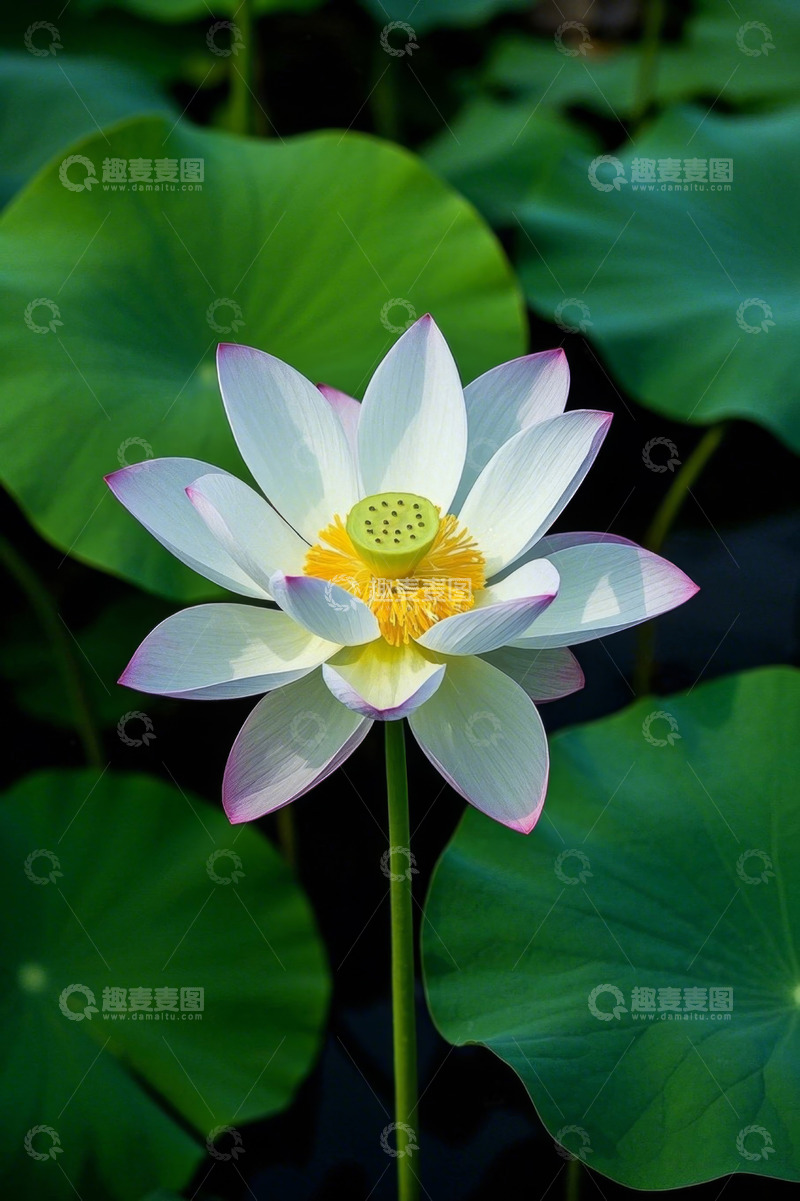 高清大图下载【趣麦麦图】盛开的荷花与荷叶