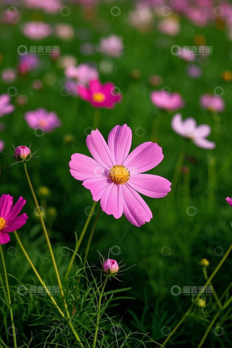 高清大图下载【趣麦麦图】户外粉色格桑花特写