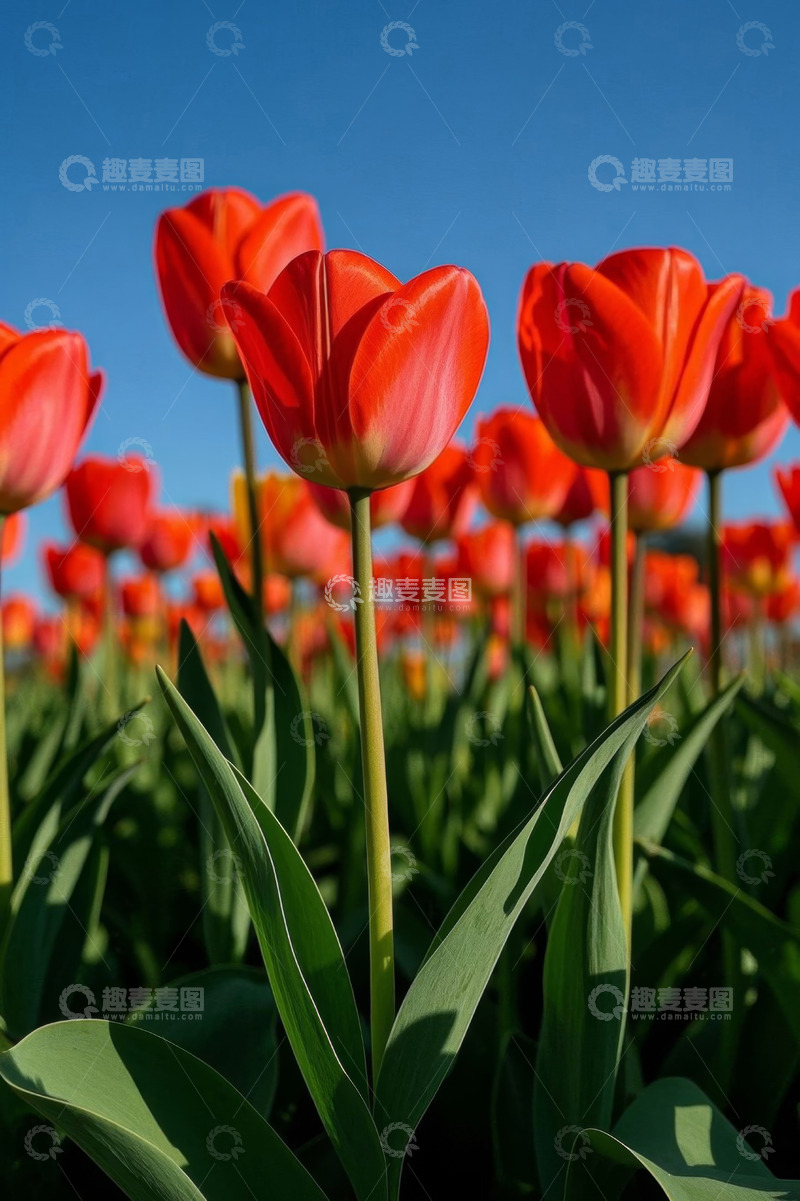 高清大图下载【趣麦麦图】红色郁金香花丛特写