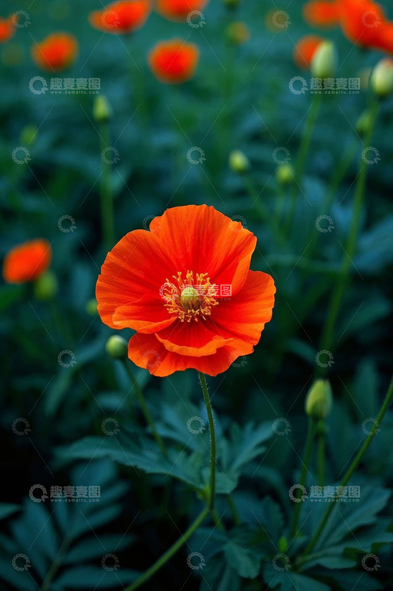 高清大图下载【趣麦麦图】橙色花朵特写及背景花丛