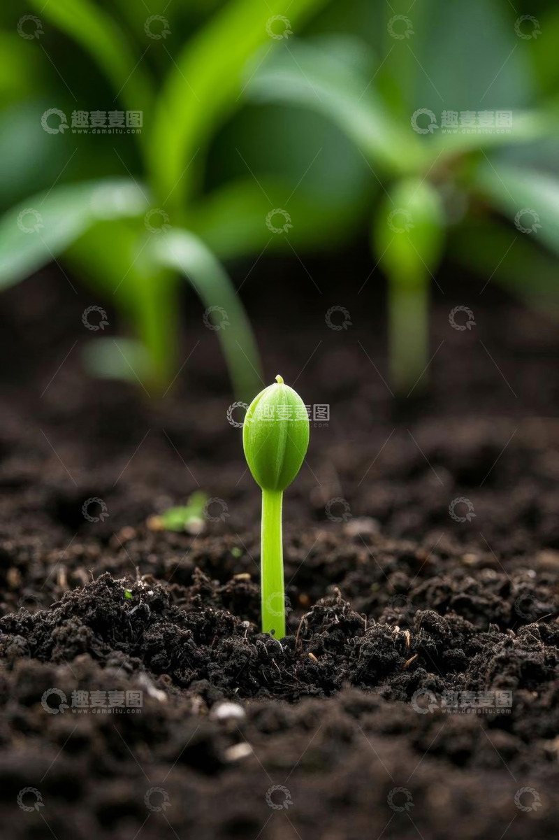 高清大图下载【趣麦麦图】破土而出的嫩绿植物幼苗