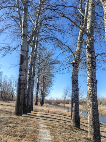 冬日湖畔白桦林风景