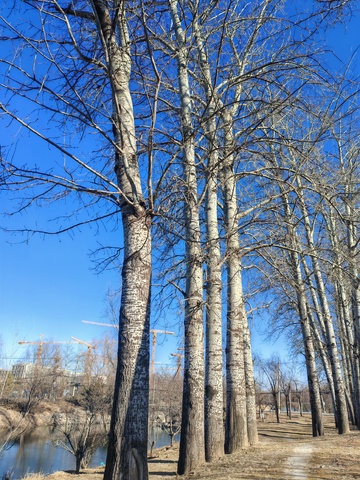 冬日树林蓝天步道