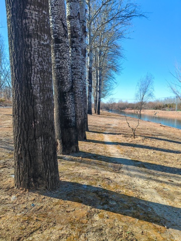 枯树湖畔风景摄影