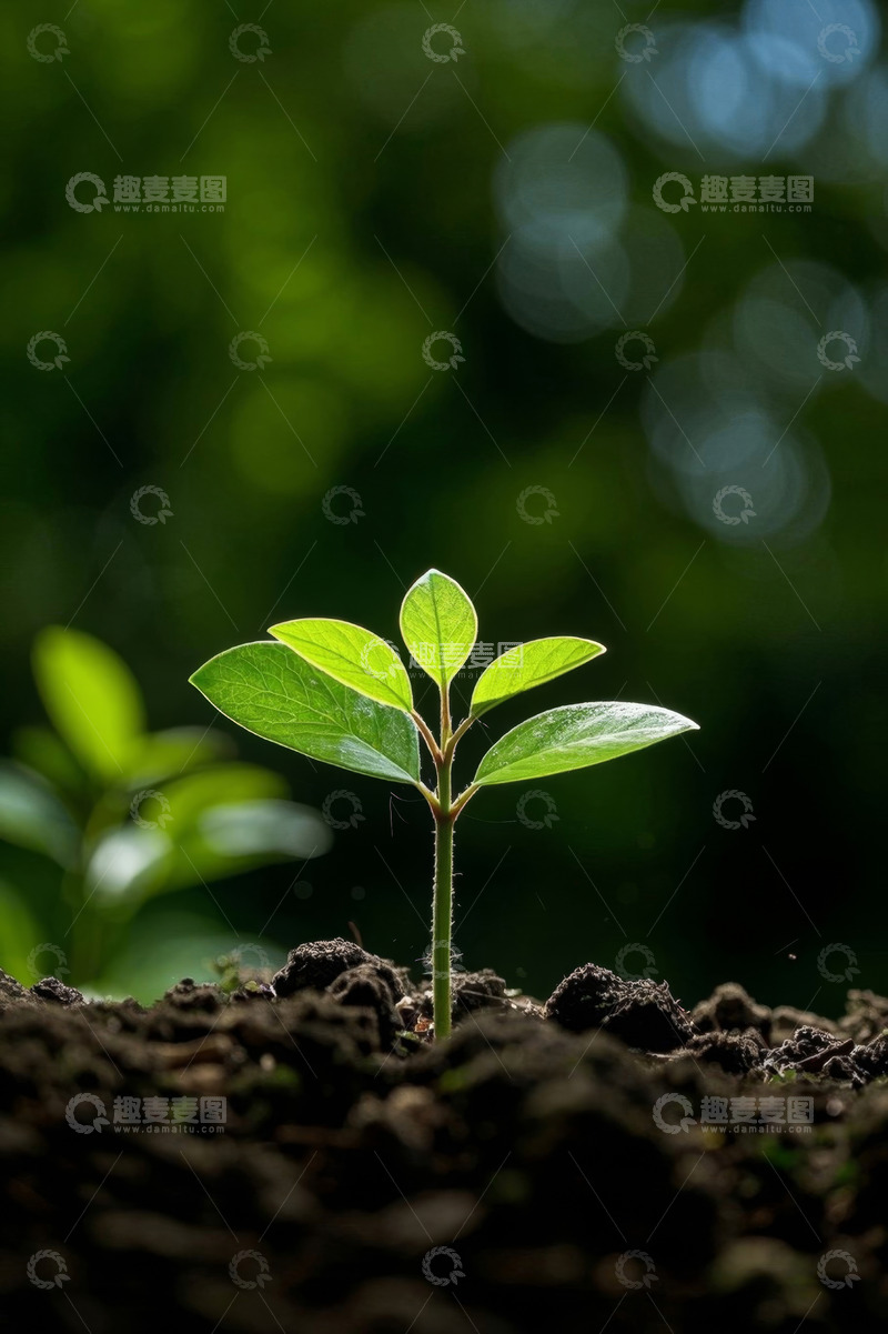 高清大图下载【趣麦麦图】破土而出的嫩绿植物