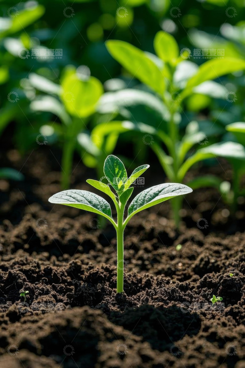 高清大图下载【趣麦麦图】破土而出的嫩绿植物幼苗