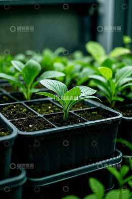 盆栽绿植幼苗特写