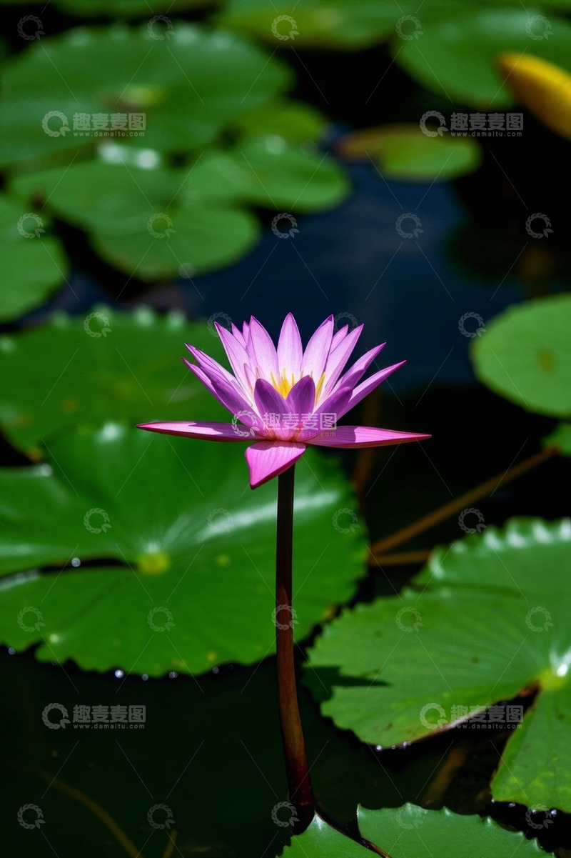 高清大图下载【趣麦麦图】水中绽放的紫色睡莲特写