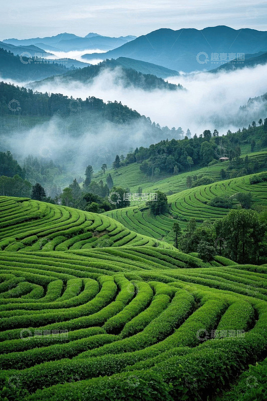 山间云雾缭绕的绿色茶园
