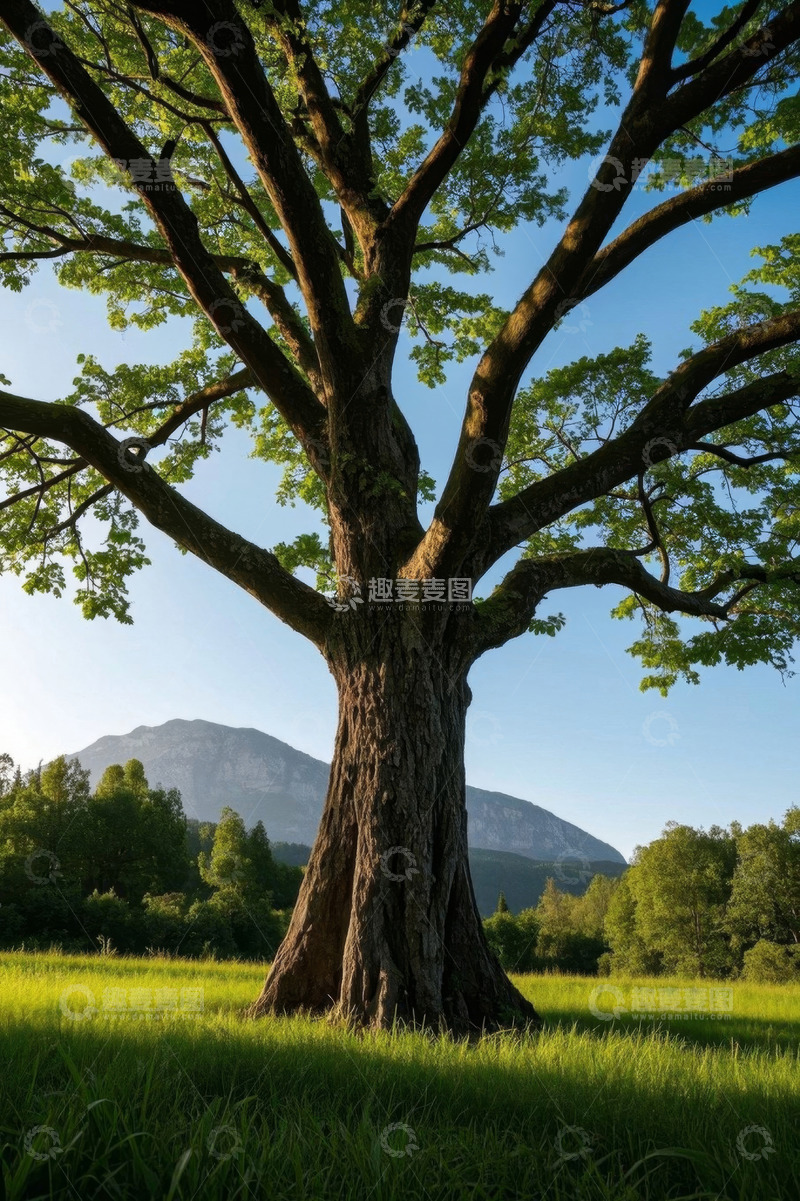 高清大图下载【趣麦麦图】原野上的大树与远山景观