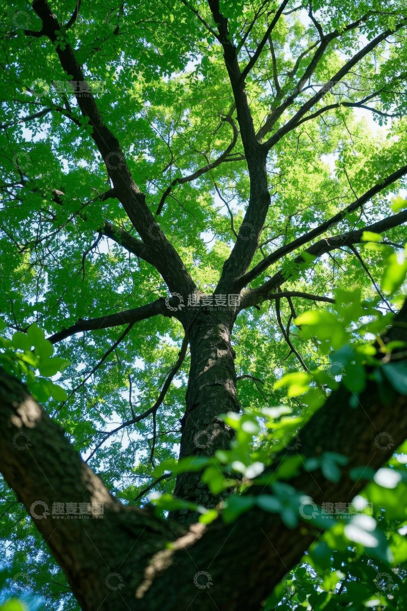高清大图下载【趣麦麦图】仰视视角下的繁茂绿树