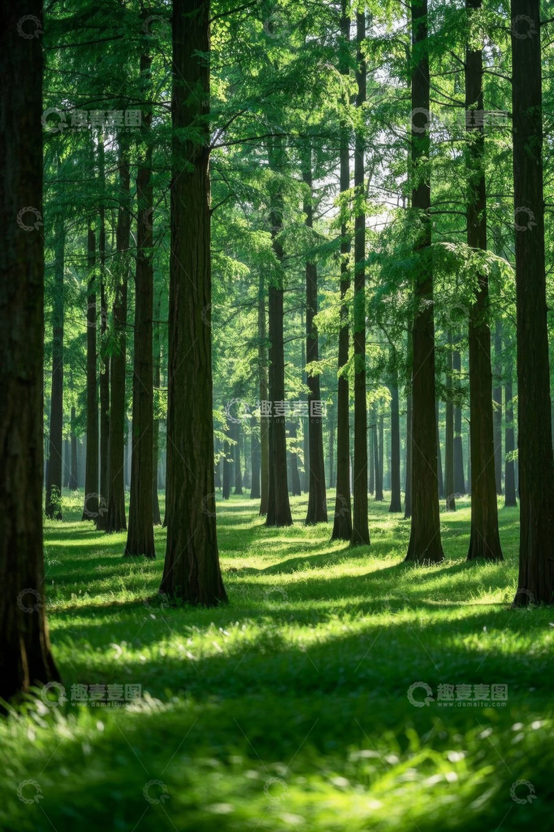 高清大图下载【趣麦麦图】阳光照耀下的茂密森林景象