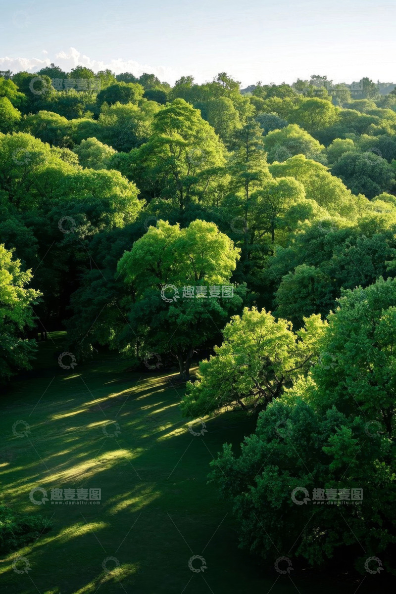高清大图下载【趣麦麦图】茂密森林绿色景观