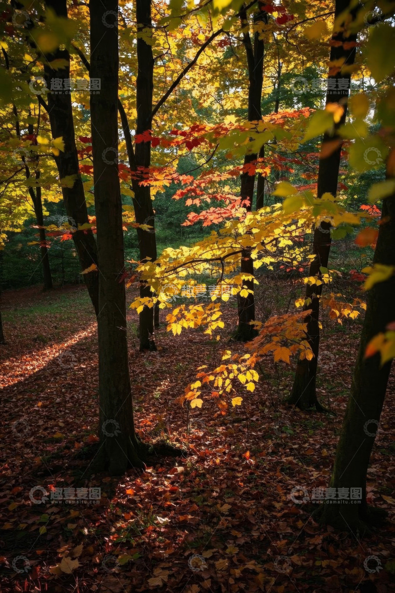 高清大图下载【趣麦麦图】秋日森林光影景色