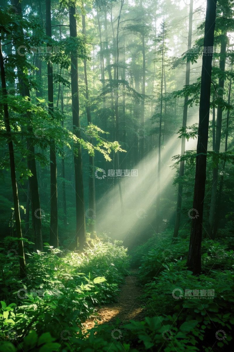 高清大图下载【趣麦麦图】阳光照耀下的森林小径