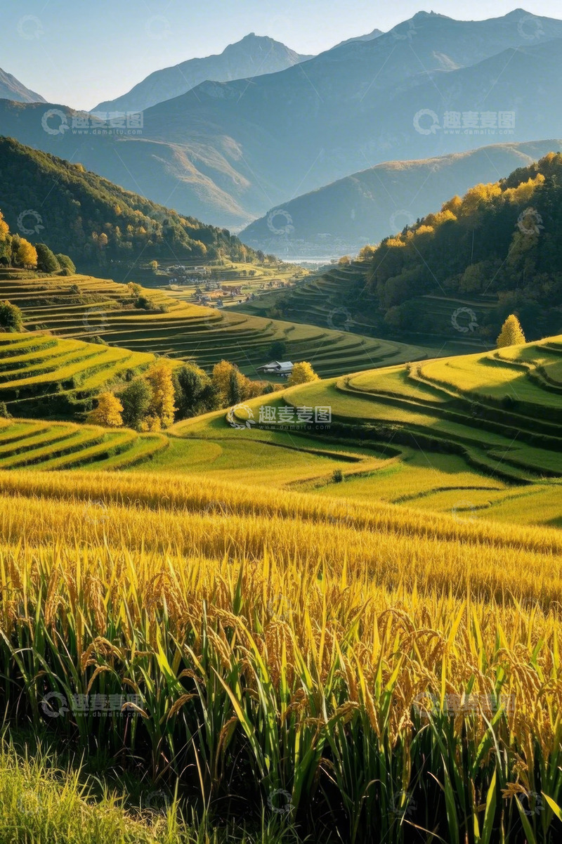 高清大图下载【趣麦麦图】山间金色梯田田园风光
