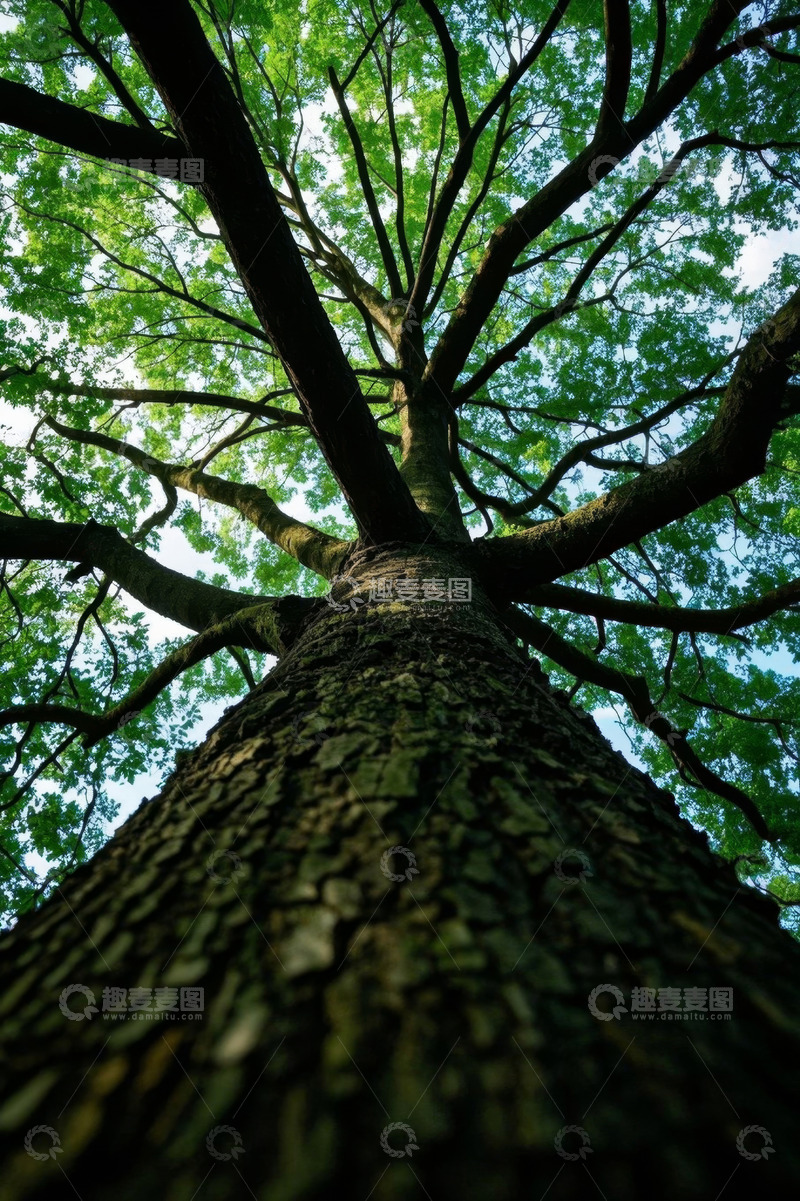 高清大图下载【趣麦麦图】仰视视角下的繁茂大树