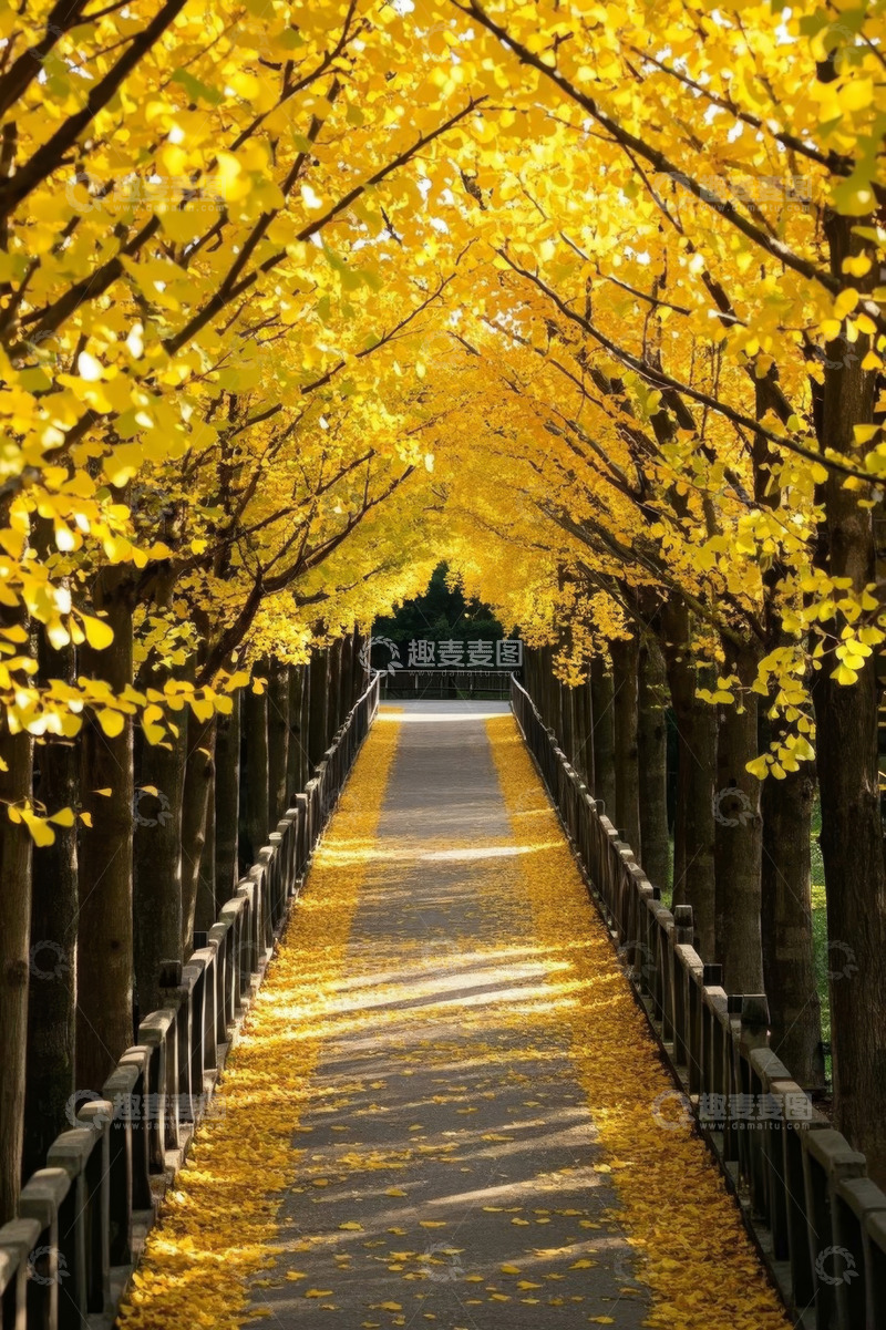 高清大图下载【趣麦麦图】秋日户外黄叶铺就的林荫小道