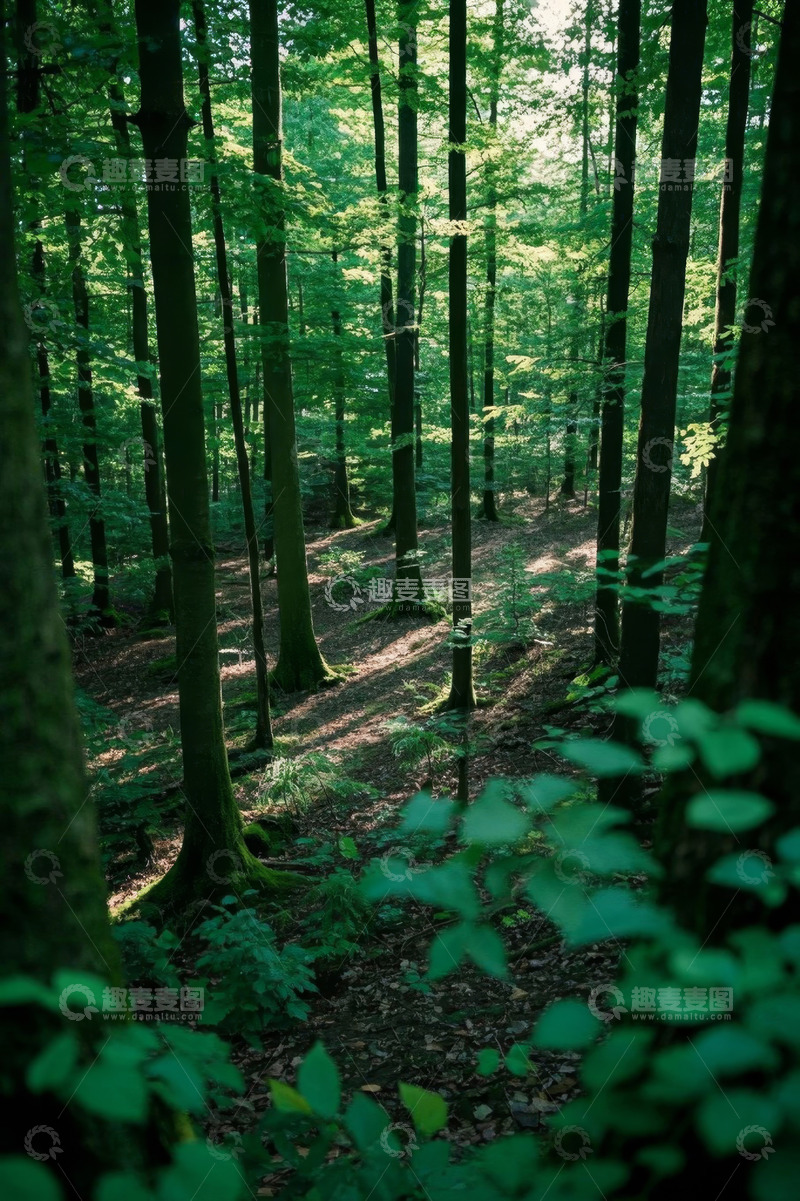 高清大图下载【趣麦麦图】茂密森林自然风光