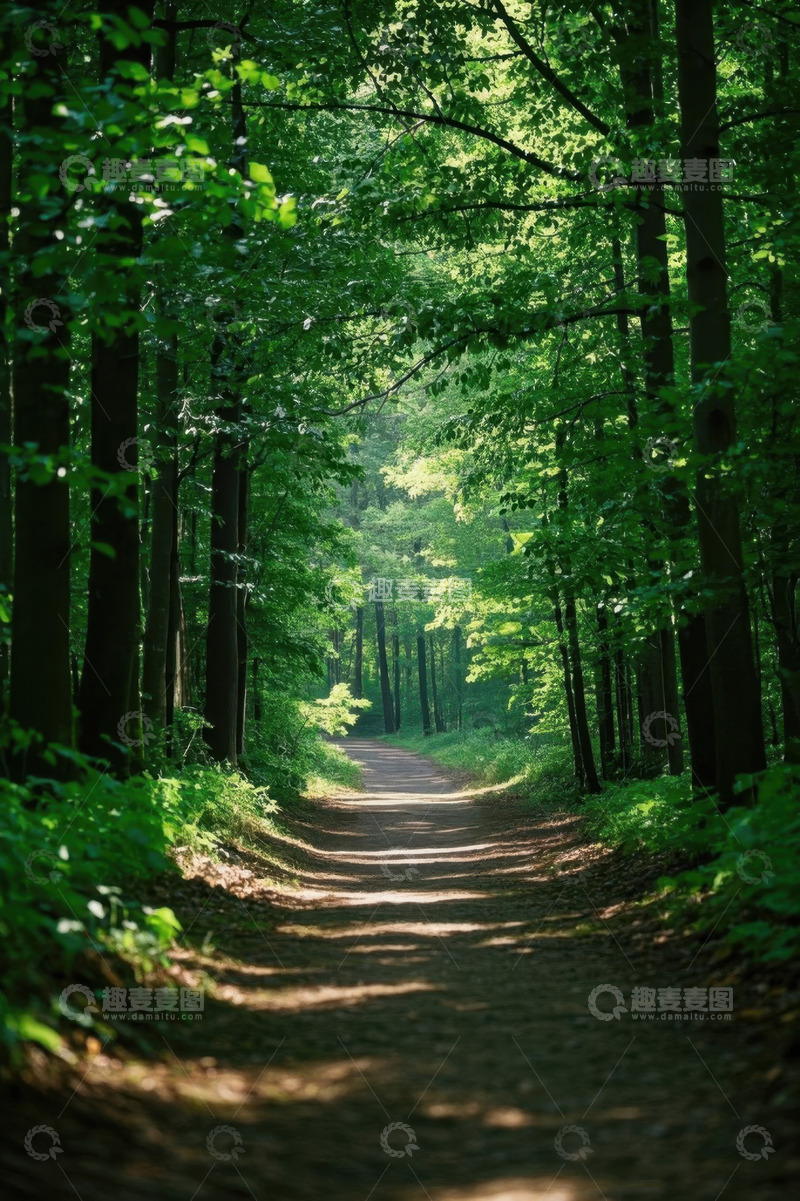 高清大图下载【趣麦麦图】森林中的林间小道风景