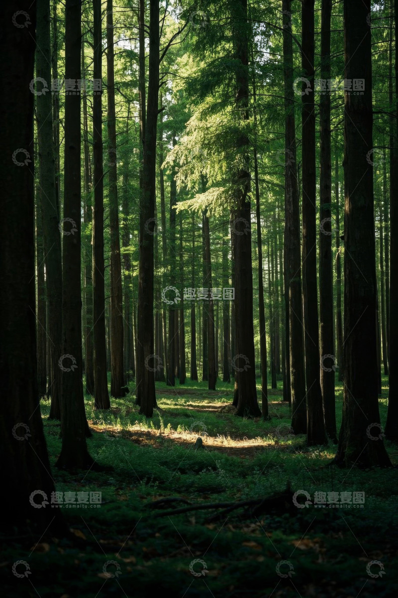 高清大图下载【趣麦麦图】阳光洒落的茂密森林景象
