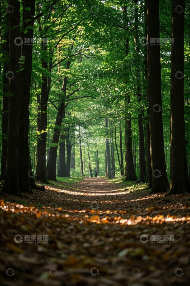 高清大图下载【趣麦麦图】阳光洒落的森林漫步小径