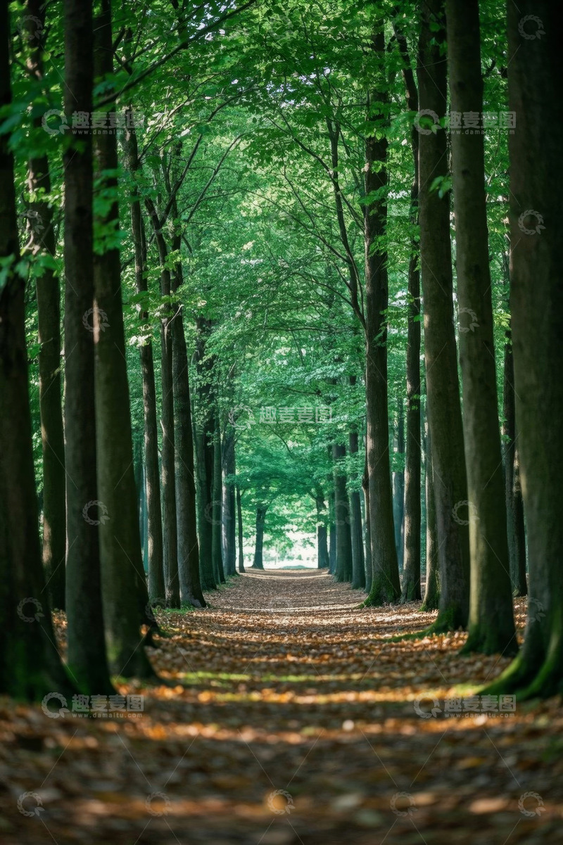 高清大图下载【趣麦麦图】林间绿荫小道自然风光