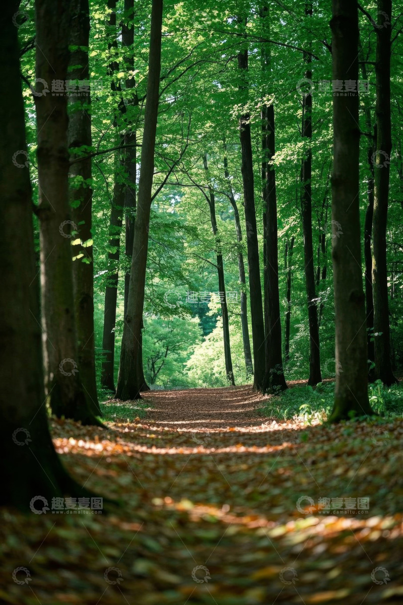 高清大图下载【趣麦麦图】林间小道自然风光