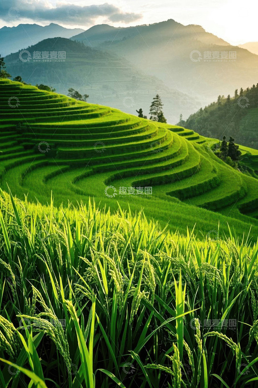 山间绿色水稻梯田景观