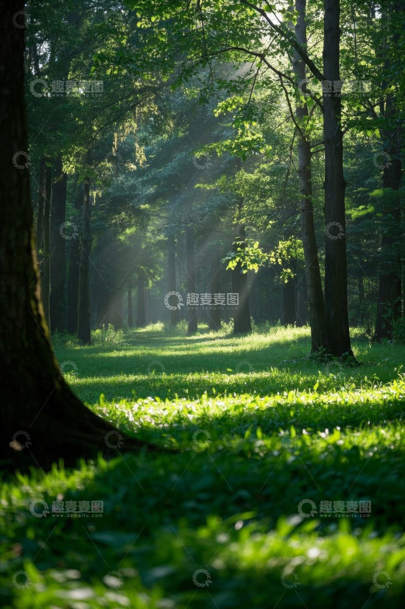 高清大图下载【趣麦麦图】阳光照耀下的茂密森林