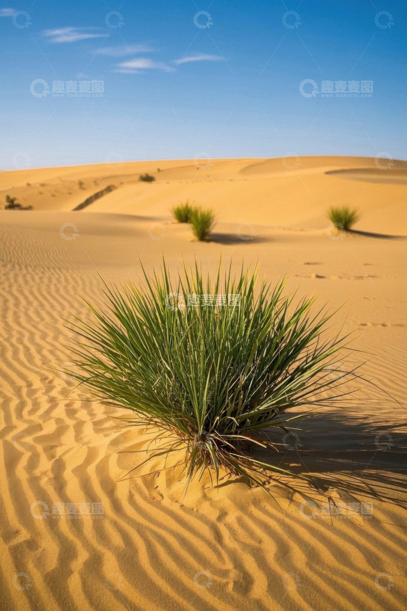 高清大图下载【趣麦麦图】沙漠中的绿色植物景观